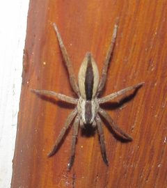 Arachosia by no rights reserved, uploaded by Kahio Tiberio Mazon. Used under a CC0 license.