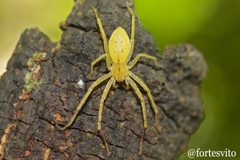 Arachosia by (c) Vitoria Fortes, some rights reserved (CC BY), uploaded by Vitoria Fortes. Used under a CC-BY license.