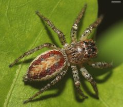 Maevia inclemens by (c) 
platycryptus, some rights reserved (CC BY). Used under a CC-BY license.