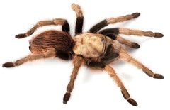 Aphonopelma chalcodes by (c) Chris A. Hamilton, Brent E. Hendrixson, Jason E. Bond, some rights reserved (CC BY). Used under a CC-BY license.