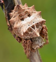 Acanthepeira stellata by (c) skitterbug, some rights reserved (CC BY), uploaded by skitterbug. Used under a CC-BY license.
