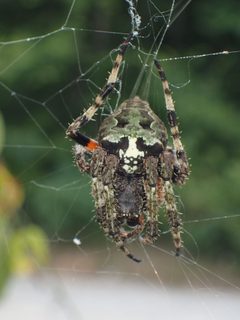 Araneus bicentenarius by (c) John P Friel, some rights reserved (CC BY), uploaded by John P Friel. Used under a CC-BY license.