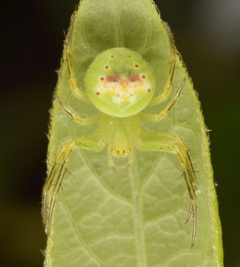 Araneus bonsallae by (c) skitterbug, some rights reserved (CC BY). Used under a CC-BY license.