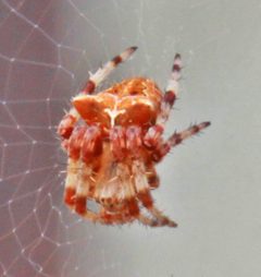 Araneus gemmoides by (c) Andrey Zharkikh, some rights reserved (CC BY). Used under a CC-BY license.