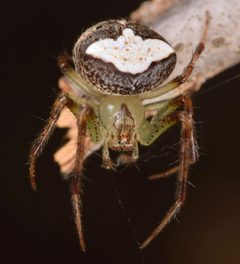 Araneus miniatus by (c) skitterbug, some rights reserved (CC BY), uploaded by skitterbug. Used under a CC-BY license.