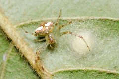 Araneus miniatus by (c) Justin Williams, some rights reserved (CC BY), uploaded by Justin Williams. Used under a CC-BY license.
