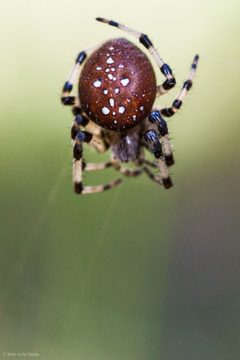 Araneus trifolium by (c) Ken-ichi Ueda, some rights reserved (CC BY). Used under a CC-BY license.