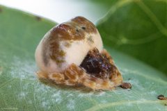 Mastophora hutchinsoni by (c) Ken-ichi Ueda, some rights reserved (CC BY), uploaded by Ken-ichi Ueda. Used under a CC-BY license.