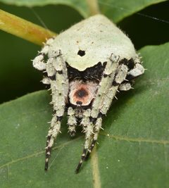 Eustala anastera by (c) skitterbug, some rights reserved (CC BY), uploaded by skitterbug. Used under a CC-BY license.