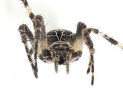 Larinioides by (c) Johan Kjær Prehn, some rights reserved (CC BY), uploaded by Johan Kjær Prehn. Used under a CC-BY license.