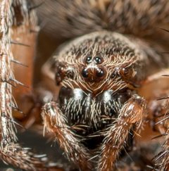 Larinioides by no rights reserved, uploaded by Jesse Rorabaugh. Used under a CC0 license.