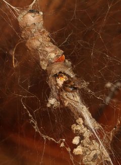Metepeira labyrinthea by (c) Judy Gallagher, some rights reserved (CC BY). Used under a CC-BY license.