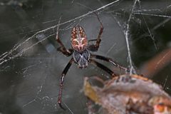 Metepeira labyrinthea by (c) Judy Gallagher, some rights reserved (CC BY). Used under a CC-BY license.