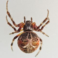 Metepeira labyrinthea by (c) Bill Keim, some rights reserved (CC BY). Used under a CC-BY license.