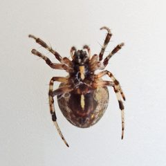 Metepeira labyrinthea by (c) Bill Keim, some rights reserved (CC BY). Used under a CC-BY license.