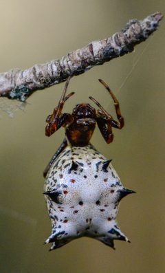 Micrathena gracilis by (c) Trevor Edmonson, some rights reserved (CC BY), uploaded by Trevor Edmonson. Used under a CC-BY license.