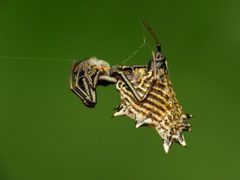 Micrathena gracilis by (c) Katja Schulz, some rights reserved (CC BY). Used under a CC-BY license.