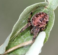 Neoscona arabesca by (c) Even Dankowicz, some rights reserved (CC BY), uploaded by Even Dankowicz. Used under a CC-BY license.