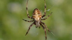 Neoscona arabesca by (c) Andy Reago & Chrissy McClarren, some rights reserved (CC BY). Used under a CC-BY license.
