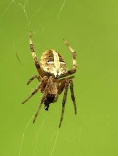 Neoscona domiciliorum by (c) Katja Schulz, some rights reserved (CC BY). Used under a CC-BY license.