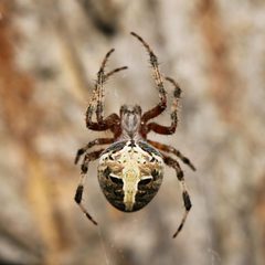 Neoscona domiciliorum by (c) Adrienne van den Beemt, some rights reserved (CC BY), uploaded by Adrienne van den Beemt. Used under a CC-BY license.