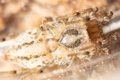Barronopsis stephaniae by (c) Alex Stach, some rights reserved (CC BY), uploaded by Alex Stach. Used under a CC-BY license.