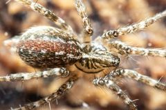 Barronopsis stephaniae by (c) Alex Stach, some rights reserved (CC BY), uploaded by Alex Stach. Used under a CC-BY license.