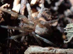 Tegenaria domestica by no rights reserved, uploaded by Ellyne Geurts. Used under a CC0 license.