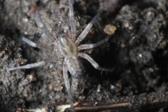Tegenaria domestica by (c) Steven Bodzin, some rights reserved (CC BY), uploaded by Steven Bodzin. Used under a CC-BY license.