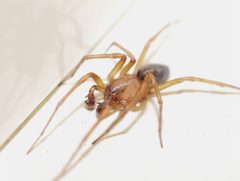 Callobius by (c) Toby, some rights reserved (CC BY), uploaded by Toby. Used under a CC-BY license.
