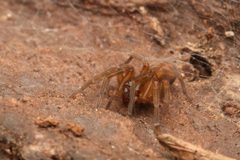 Callobius by (c) Benjamin Burgunder, some rights reserved (CC BY), uploaded by Benjamin Burgunder. Used under a CC-BY license.
