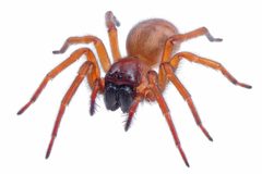 Callobius by (c) Christian Back, some rights reserved (CC BY), uploaded by Christian Back. Used under a CC-BY license.