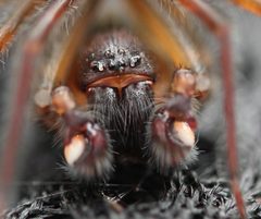Amaurobiidae by (c) Even Dankowicz, some rights reserved (CC BY), uploaded by Even Dankowicz. Used under a CC-BY license.