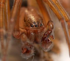 Amaurobiidae by (c) Toby, some rights reserved (CC BY), uploaded by Toby. Used under a CC-BY license.