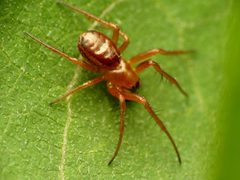 Araneus pratensis by (c) Katja Schulz, some rights reserved (CC BY). Used under a CC-BY license.