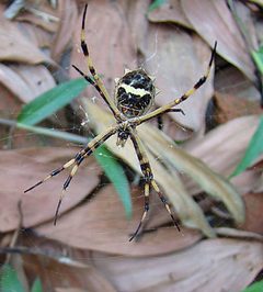 Argiope argentata by (c) Dick Culbert, some rights reserved (CC BY). Used under a CC-BY license.