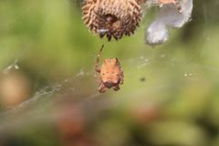 Cyrtophora citricola by no rights reserved, uploaded by 0959kedi. Used under a CC0 license.