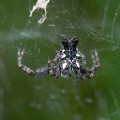 Cyrtophora citricola by no rights reserved, uploaded by Anna C. Used under a CC0 license.