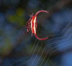 Gasteracantha by (c) i_c_riddell, some rights reserved (CC BY), uploaded by i_c_riddell. Used under a CC-BY license.