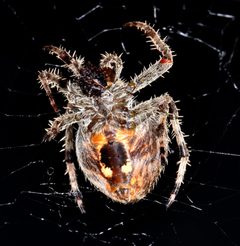 Araneus gemma by (c) Don Loarie, some rights reserved (CC BY). Used under a CC-BY license.
