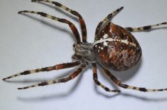 Araneus gemma by (c) Don Loarie, some rights reserved (CC BY). Used under a CC-BY license.