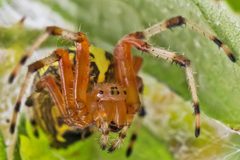 Araneus marmoreus by (c) Bill Keim, some rights reserved (CC BY). Used under a CC-BY license.
