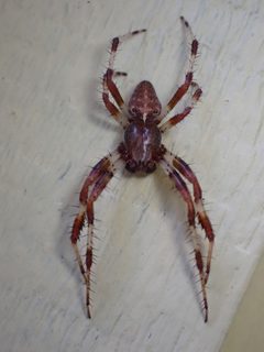 Araneus marmoreus by (c) Claire Moxon-Waltz, some rights reserved (CC BY), uploaded by Claire Moxon-Waltz. Used under a CC-BY license.