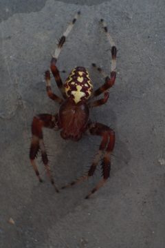 Araneus marmoreus by (c) Nick Chirico, some rights reserved (CC BY), uploaded by Nick Chirico. Used under a CC-BY license.