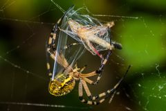 Argiope by (c) Andrea Socciarelli, some rights reserved (CC BY). Used under a CC-BY license.