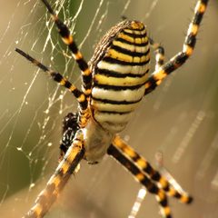 Argiope trifasciata by (c) Katja Schulz, some rights reserved (CC BY). Used under a CC-BY license.