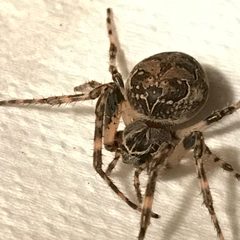 Larinioides sclopetarius by (c) Maddie Michaud (Tregenza), some rights reserved (CC BY), uploaded by Maddie Michaud (Tregenza). Used under a CC-BY license.