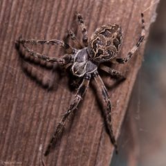 Larinioides sclopetarius by (c) Ken-ichi Ueda, some rights reserved (CC BY), uploaded by Ken-ichi Ueda. Used under a CC-BY license.