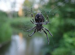 Larinioides sclopetarius by (c) Jay Solanki, some rights reserved (CC BY), uploaded by Jay Solanki. Used under a CC-BY license.