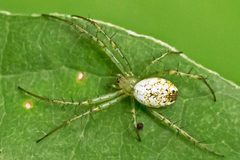 Mangora maculata by (c) Bill Keim, some rights reserved (CC BY). Used under a CC-BY license.
